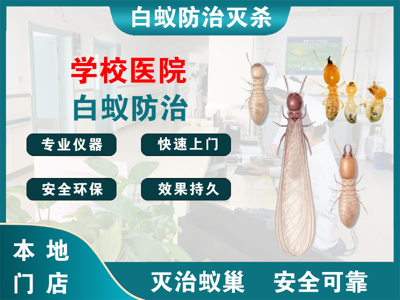 静安区学校医院白蚁防治