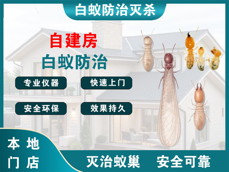 静安区自建房白蚁防治