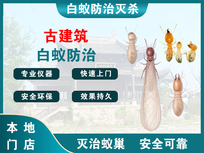 静安区古建筑白蚁防治