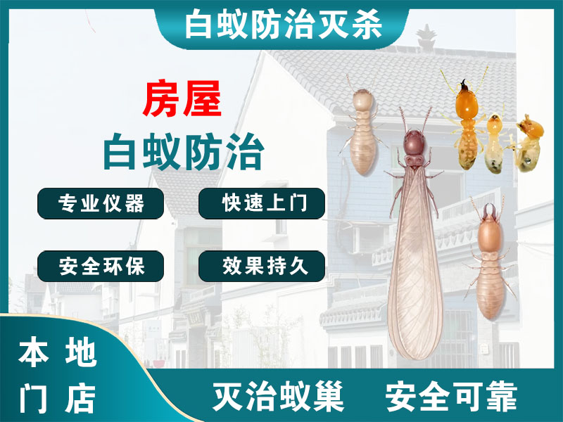 静安区房屋白蚁防治